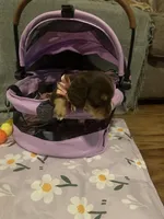 Mocha, a female Dachshund for sale in Goodyear, AZ – Photo 8 of 9