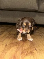 Mocha, a female Dachshund for sale in Goodyear, AZ – Photo 3 of 9