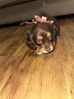 Mocha, a female Dachshund for sale in Goodyear, AZ – Photo 5 of 9