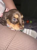 Mocha, a female Dachshund for sale in Goodyear, AZ – Photo 6 of 9