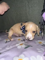 Vanilla , a male Dachshund for sale in Goodyear, AZ – Photo 6 of 9