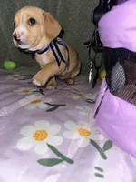 Vanilla , a male Dachshund for sale in Goodyear, AZ – Photo 4 of 9