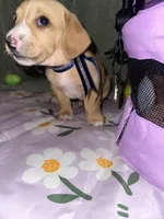 Vanilla , a male Dachshund for sale in Goodyear, AZ – Photo 7 of 9