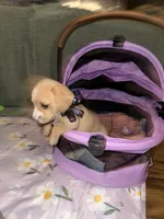 Vanilla , a male Dachshund for sale in Goodyear, AZ – Photo 2 of 9