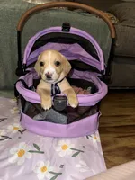 Vanilla , a male Dachshund for sale in Goodyear, AZ – Photo 5 of 9