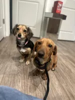 Vanilla , a male Dachshund for sale in Goodyear, AZ – Photo 9 of 9