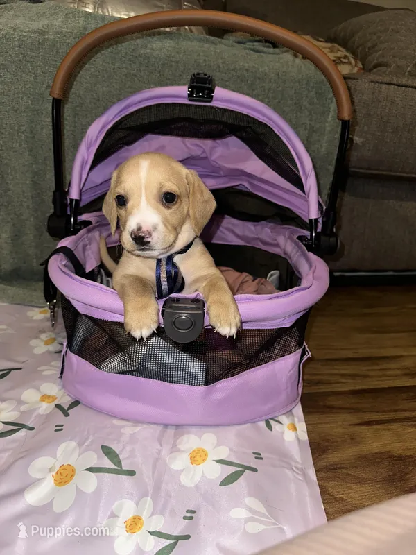 Vanilla  – Dachshund puppy for sale in Goodyear, AZ
