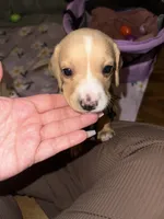 Vanilla , a male Dachshund for sale in Goodyear, AZ – Photo 8 of 9