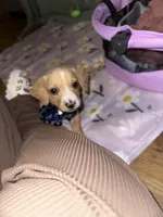 Vanilla , a male Dachshund for sale in Goodyear, AZ – Photo 3 of 9