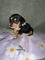 Cafe, a female Dachshund for sale in Goodyear, AZ – Photo 4 of 10