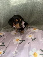 Cafe, a female Dachshund for sale in Goodyear, AZ – Photo 5 of 10