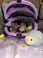 Cafe, a female Dachshund for sale in Goodyear, AZ – Photo 9 of 10