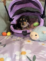 Cafe, a female Dachshund for sale in Goodyear, AZ – Photo 7 of 10