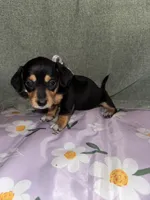 Cafe, a female Dachshund for sale in Goodyear, AZ – Photo 3 of 10