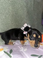Cafe, a female Dachshund for sale in Goodyear, AZ – Photo 10 of 10