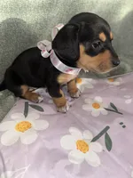 Cafe, a female Dachshund for sale in Goodyear, AZ – Photo 6 of 10