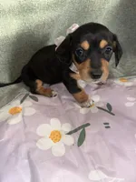 Cafe, a female Dachshund for sale in Goodyear, AZ – Photo 2 of 10