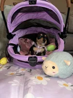 Cafe, a female Dachshund for sale in Goodyear, AZ – Photo 8 of 10