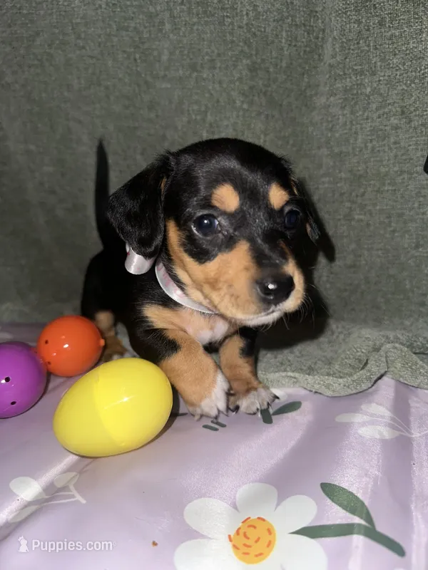 Cafe – Dachshund puppy for sale in Goodyear, AZ