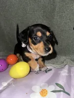 Cafe, a female Dachshund for sale in Goodyear, AZ – Photo 1 of 10