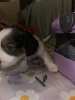 Cookie crumble, a male Dachshund for sale in Goodyear, AZ – Photo 3 of 6