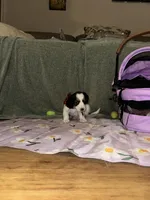 Cookie crumble, a male Dachshund for sale in Goodyear, AZ – Photo 2 of 6