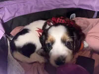 Cookie crumble, a male Dachshund for sale in Goodyear, AZ – Photo 5 of 6