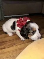 Cookie crumble, a male Dachshund for sale in Goodyear, AZ – Photo 1 of 6