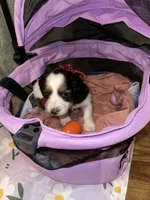 Cookie crumble, a male Dachshund for sale in Goodyear, AZ – Photo 4 of 6