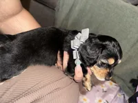 Expresso, a female Dachshund for sale in Goodyear, AZ – Photo 2 of 7