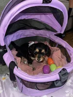 Expresso, a female Dachshund for sale in Goodyear, AZ – Photo 5 of 7