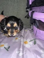 Expresso, a female Dachshund for sale in Goodyear, AZ – Photo 6 of 7