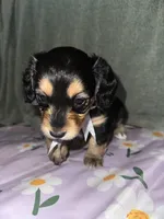 Expresso, a female Dachshund for sale in Goodyear, AZ – Photo 4 of 7