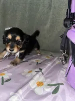 Expresso, a female Dachshund for sale in Goodyear, AZ – Photo 3 of 7