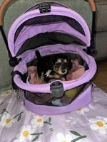 Expresso, a female Dachshund for sale in Goodyear, AZ – Photo 1 of 7