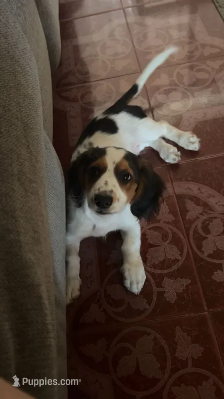 Cookie crumble – Dachshund puppy for sale in Goodyear, AZ