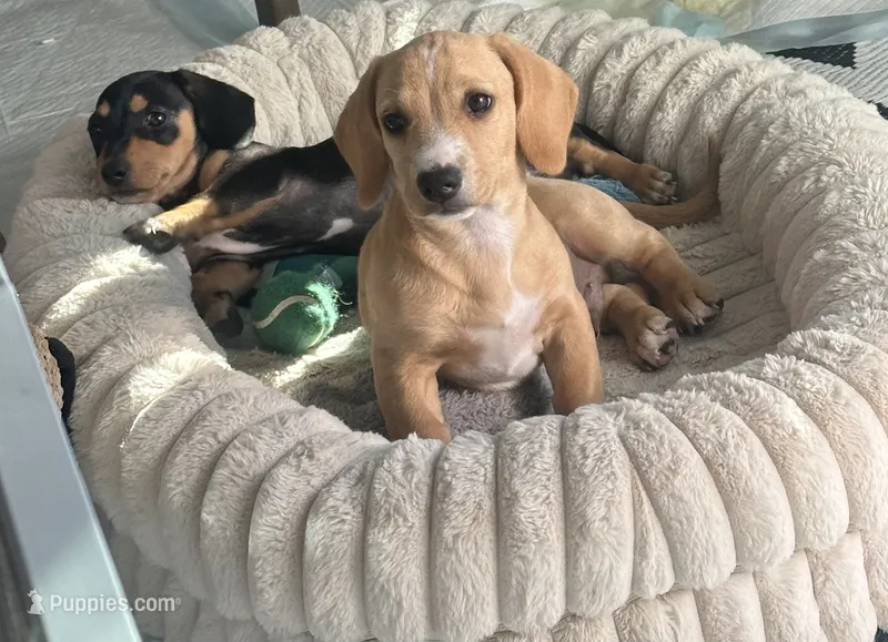 Vanilla  – Dachshund puppy for sale in Goodyear, AZ