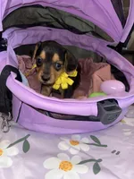 Macchiato, a female Dachshund for sale in Goodyear, AZ – Photo 4 of 9