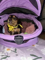 Macchiato, a female Dachshund for sale in Goodyear, AZ – Photo 2 of 9