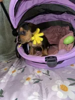 Macchiato, a female Dachshund for sale in Goodyear, AZ – Photo 7 of 9