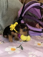 Macchiato, a female Dachshund for sale in Goodyear, AZ – Photo 6 of 9