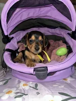 Macchiato, a female Dachshund for sale in Goodyear, AZ – Photo 1 of 9