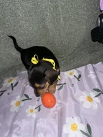 Macchiato, a female Dachshund for sale in Goodyear, AZ – Photo 3 of 9