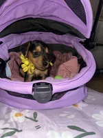 Macchiato, a female Dachshund for sale in Goodyear, AZ – Photo 8 of 9