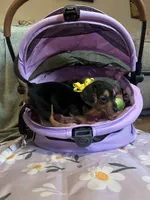 Macchiato, a female Dachshund for sale in Goodyear, AZ – Photo 5 of 9