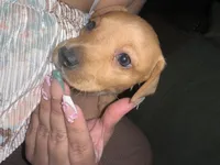 Caramelo , a female Dachshund for sale in Goodyear, AZ – Photo 2 of 6