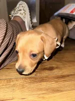 Caramelo , a female Dachshund for sale in Goodyear, AZ – Photo 4 of 6