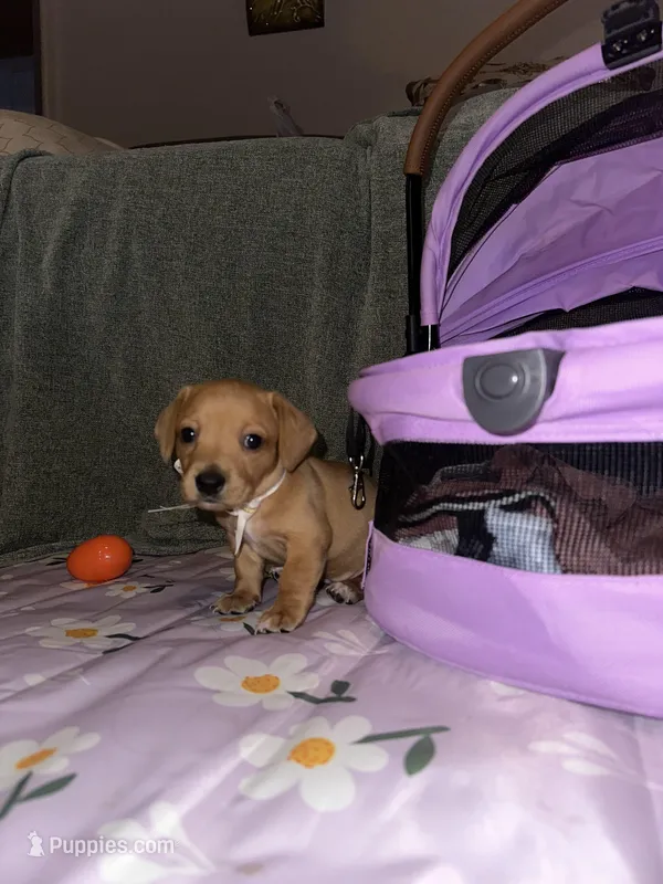 Caramelo  – Dachshund puppy for sale in Goodyear, AZ