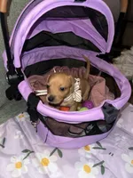 Caramelo , a female Dachshund for sale in Goodyear, AZ – Photo 3 of 6