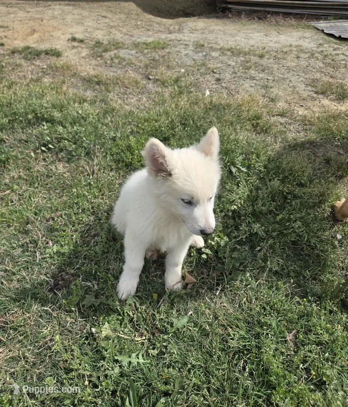 No. 5 – German Shepherd Dog puppy for sale in Concord, NC